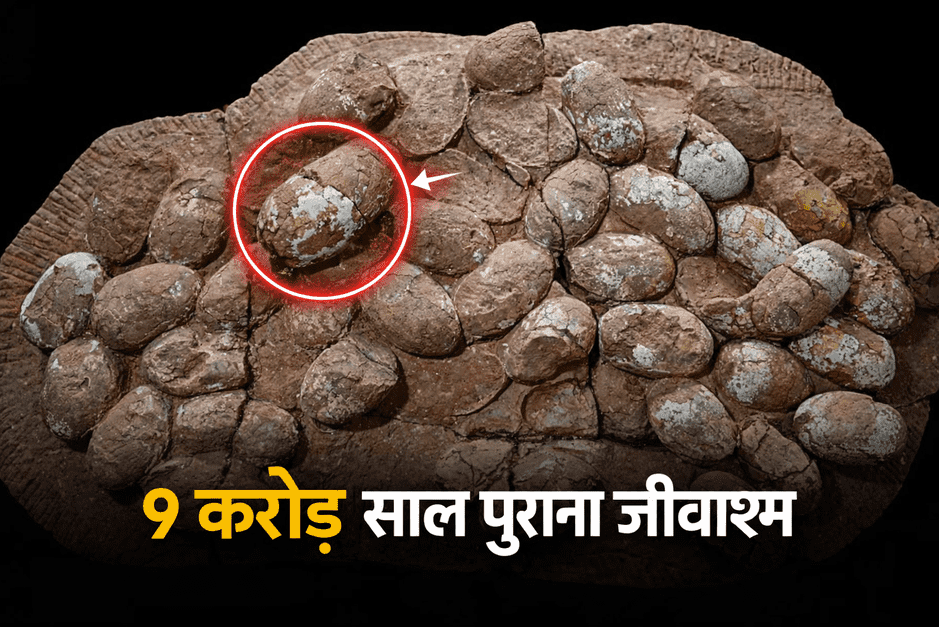 ब्राज़ील के बौरू ग्रुप में पाए गए 47 जीवाश्म अंडों वाला मगरमच्छ-सदृश जीव का प्रागैतिहासिक 'MPM 447' क्लच।