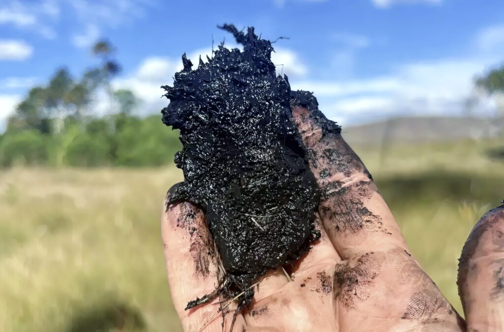 ब्राज़ील के सेराडो सवाना की दलदली ज़मीन से निकला कार्बन-समृद्ध पीट मिट्टी का नमूना